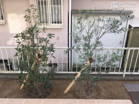 オリーブやキンモクセイを植栽