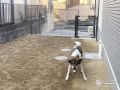 愛犬が喜ぶ自宅ドッグラン