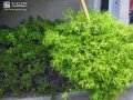 門柱周りの植栽撤去